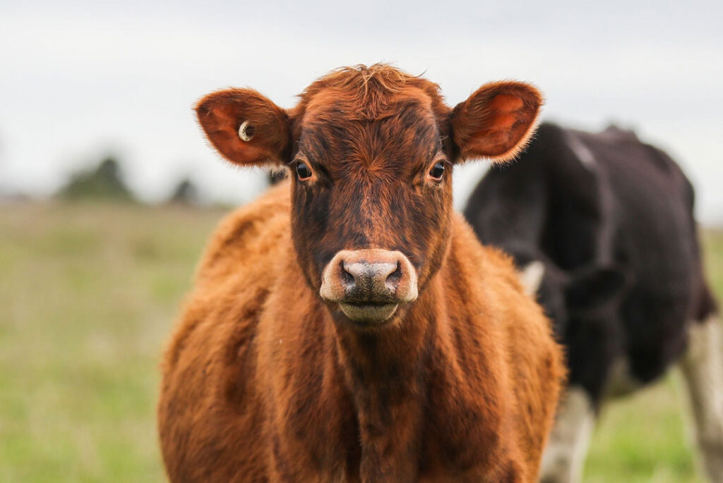 small-cow